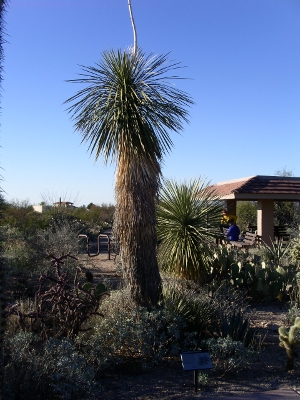 [Tall desert plant which sort of looks like a palm tree, but isn't.]